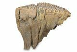 Fossil Woolly Mammoth Molar - Siberia #292761-1